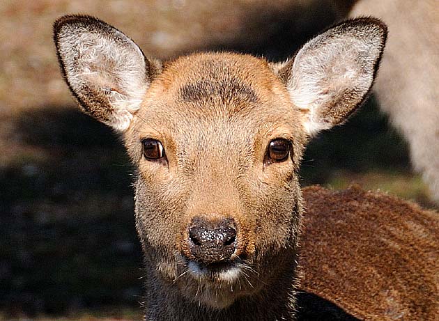 ニホンジカの顔の写真