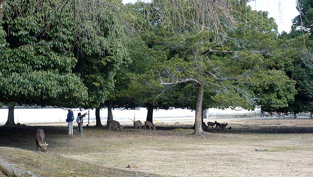 ディアーラインの写真