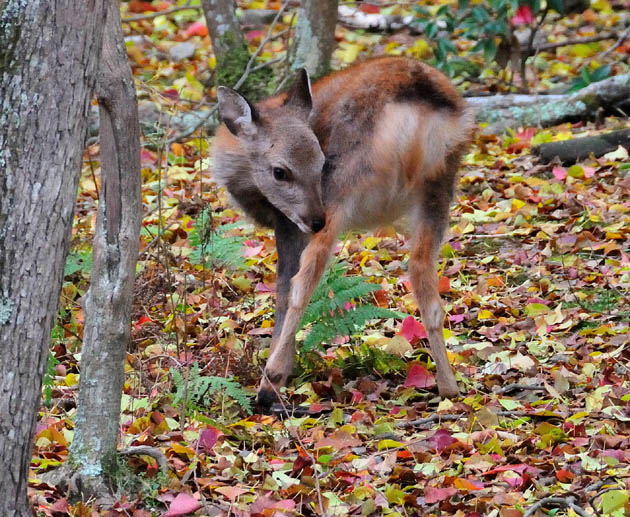 落葉の中の子ジカ