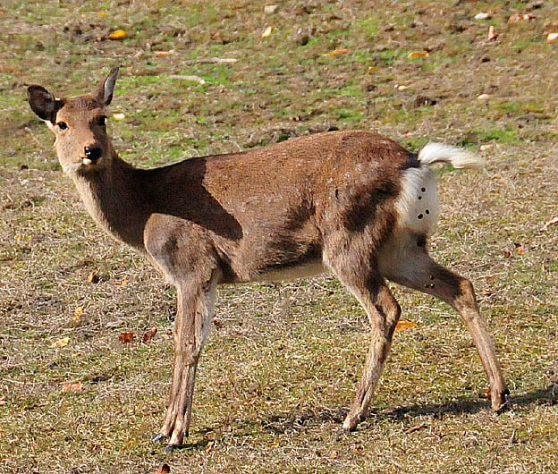 糞をするニホンジカ