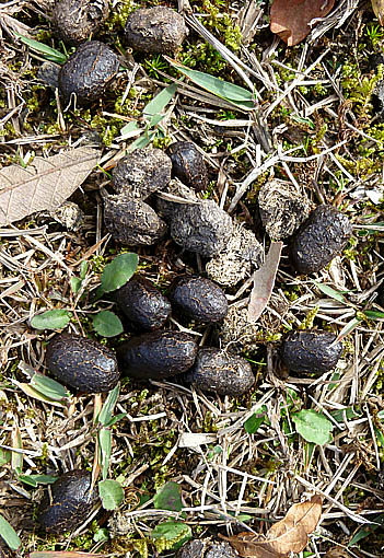 ニホンジカの糞