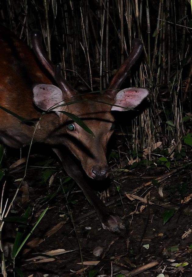 夜のニホンジカ