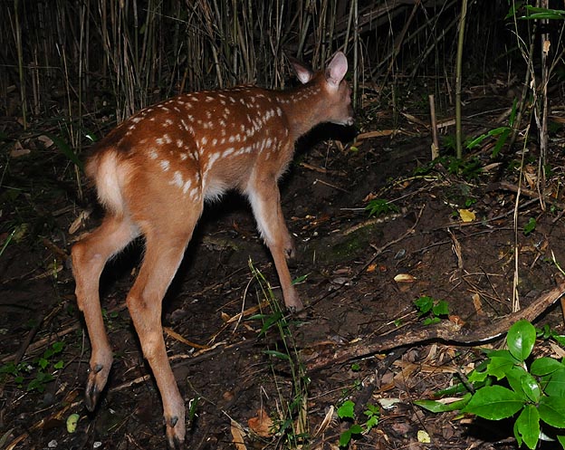 けもの道を通る若いニホンジカ