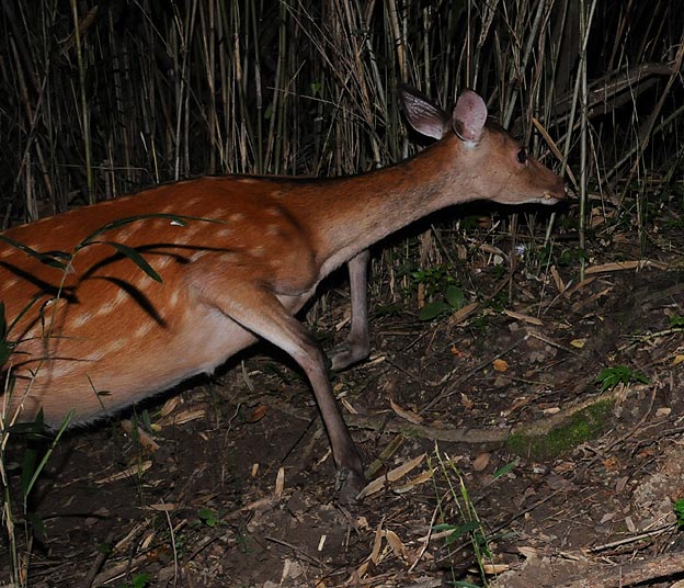 けもの道を通るニホンジカ