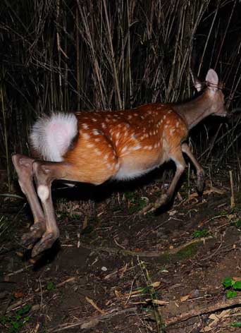 獣道を通るニホンジカのページへ