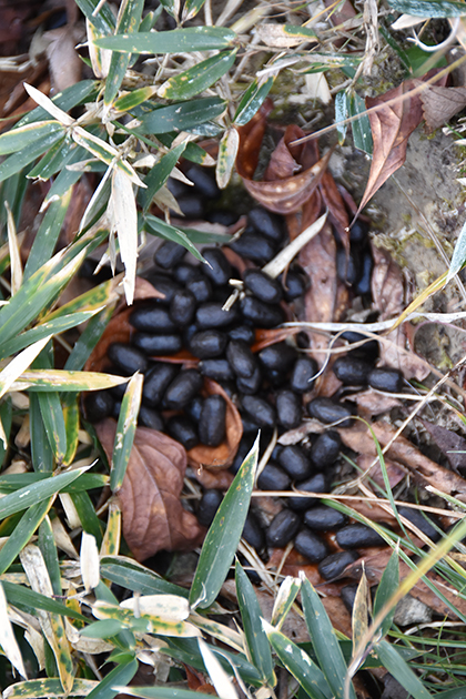 ニホンジカの新鮮な糞の写真