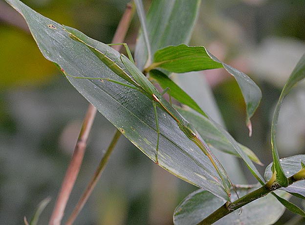 ニホントビナナフシの写真