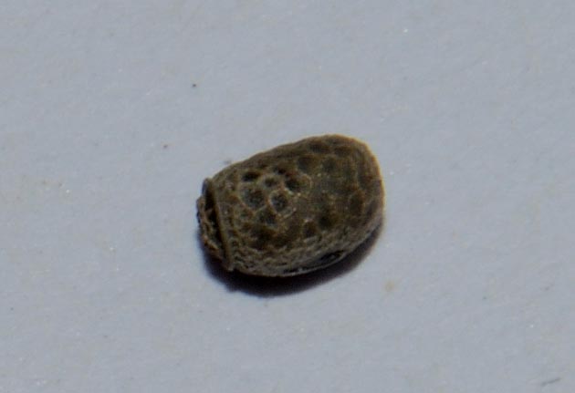 ニホントビナナフシの卵