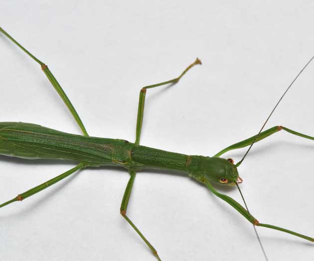 ヤスマツトビナナフシの写真