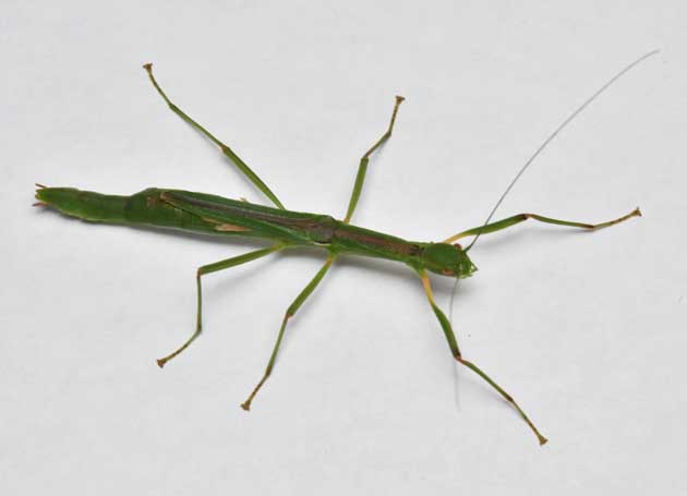 シラキトビナナフシの写真