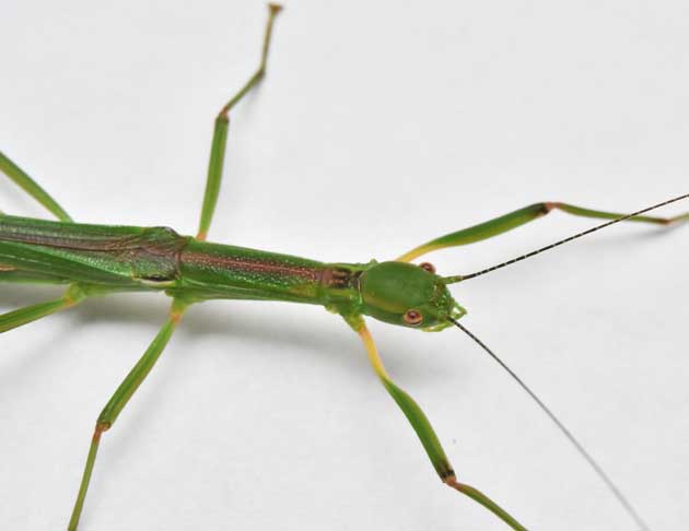 シラキトビナナフシの写真