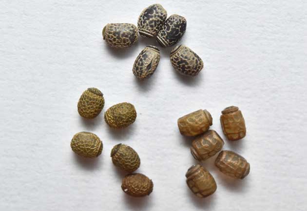 トビナナフシの卵の写真