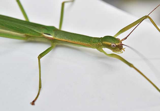 ニホントビナナフシの写真