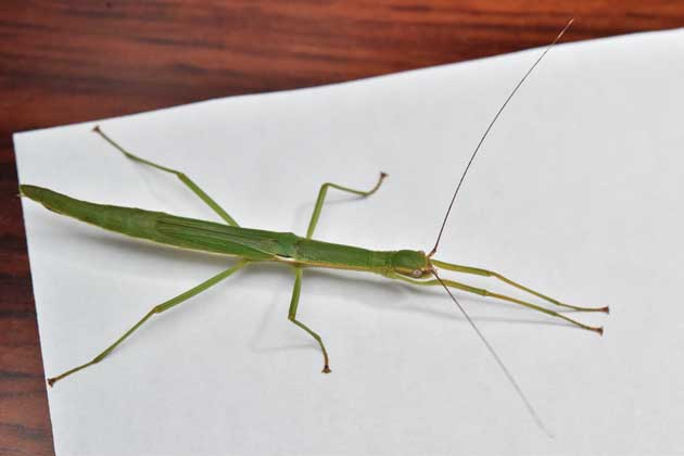 ニホントビナナフシの写真