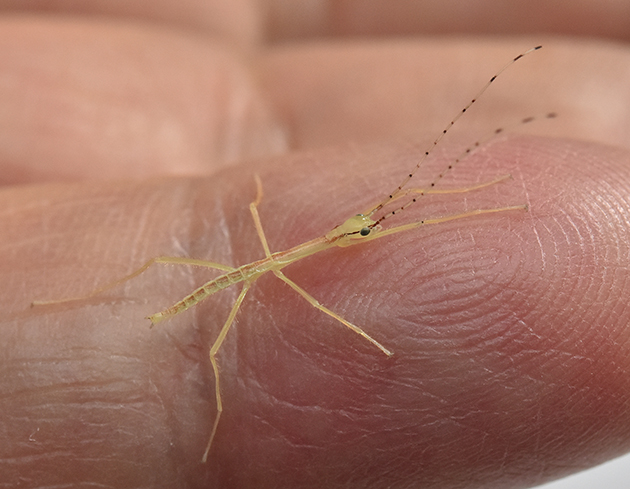 ヤスマツトビナナフシの幼虫の写真