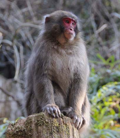 箕面のニホンザルのページへ