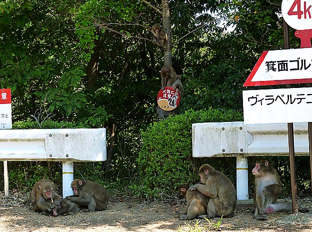 群れで休息するニホンザル