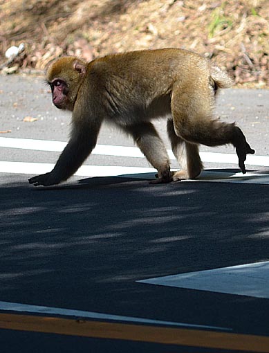道路沿いに移動するニホンザル