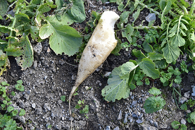 ニホンザルに食べられたと思われる大根の写真