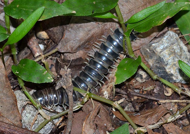 ニクイロババヤスデ…？