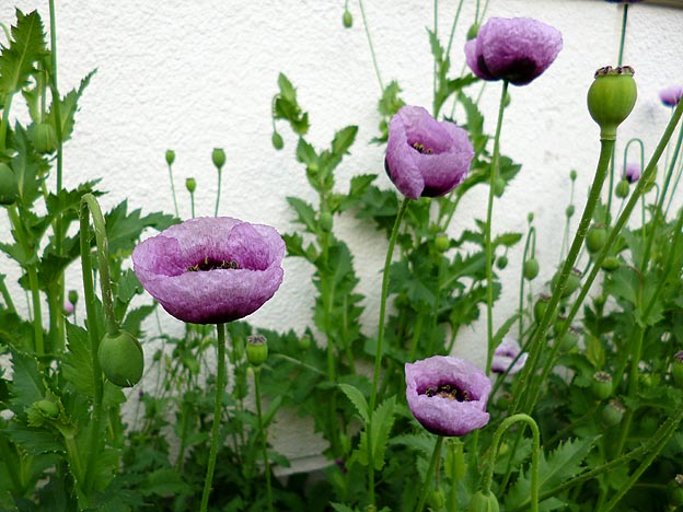 アツミゲシの花