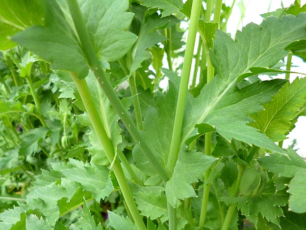 アツミゲシの葉