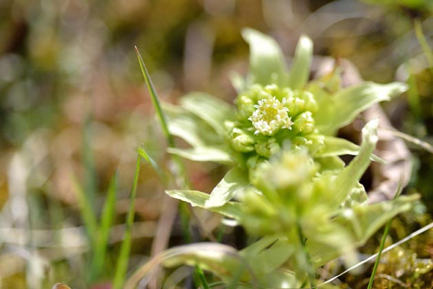 フキノトウの花