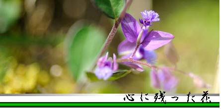 心に残った花のタイトル