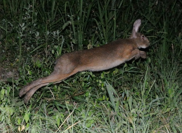 夜間のニホンノウサギ