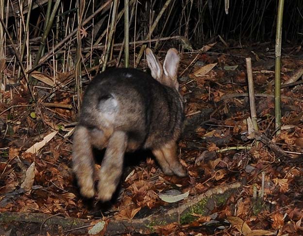 ニホンノウサギの後ろ姿
