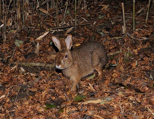 ニホンノウサギの写真