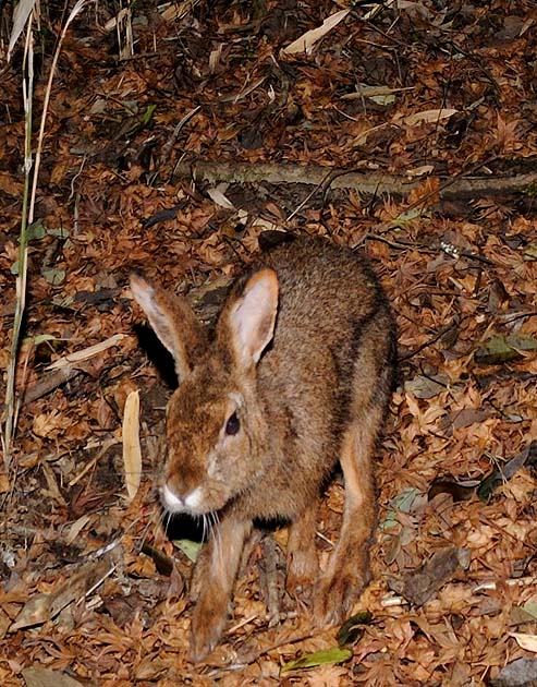 再度のニホンノウサギ