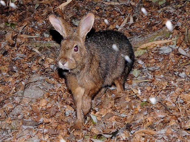 雪の日のニホンノウサギ