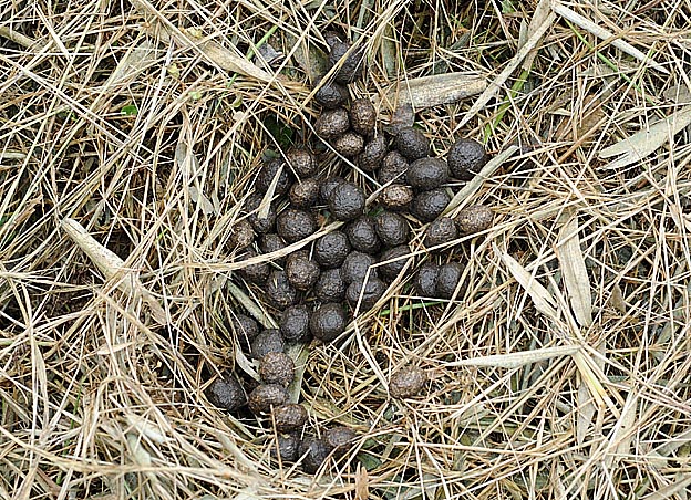 ニホンノウサギの糞の写真