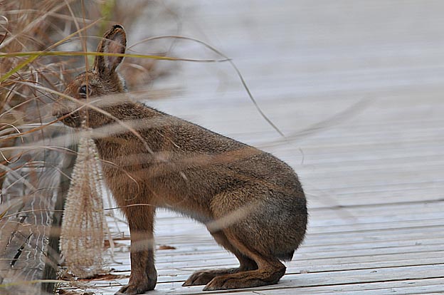木道の上にとまったニホンノウサギ