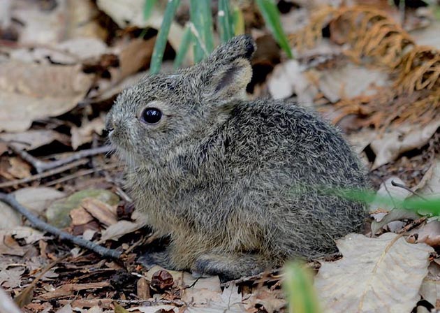 子どものニホンノウサギ