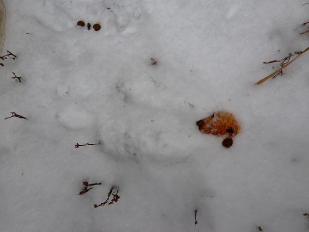 ニホンノウサギの糞と尿と足跡