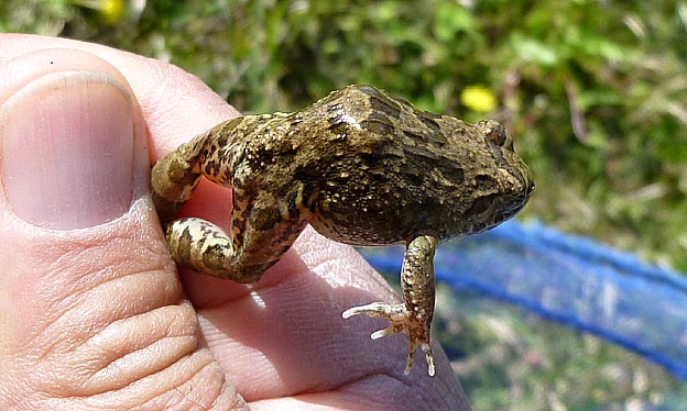 捕まえたヌマガエル