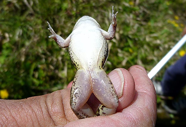 お腹が白いヌマガエル