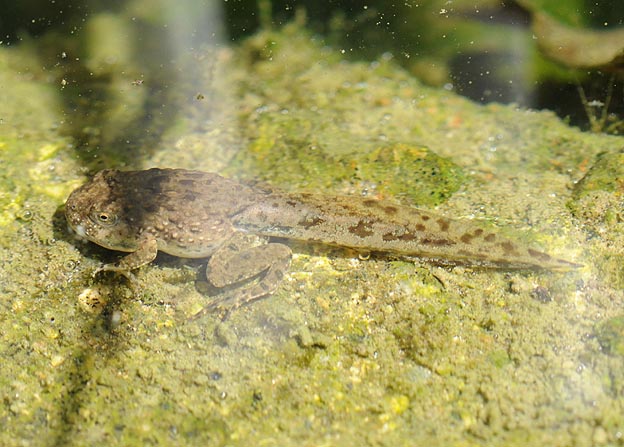 ヌマガエルのオタマジャクシの写真