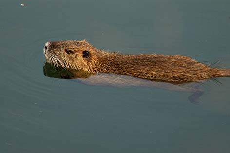 ヌートリアの写真