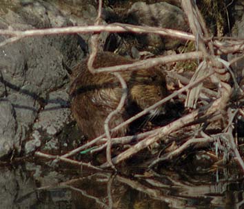 ヌートリアの毛づくろい