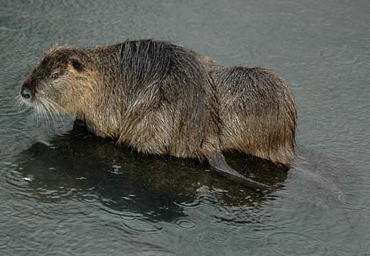 昆陽池のヌートリア
