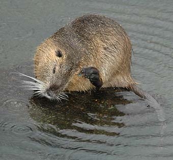 耳を気にするヌートリア