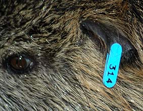 個体識別番号314