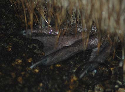 ヌートリアの水かきとつめ