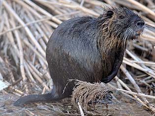 池田のヌートリアへ