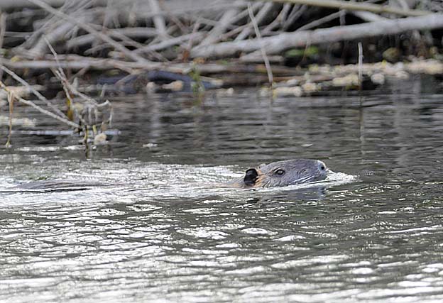 泳ぐヌートリア