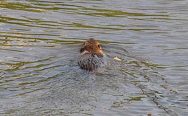 橋から見えたヌートリア