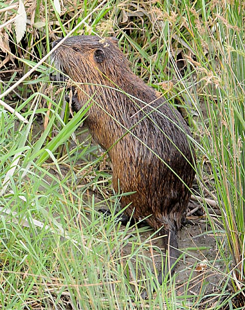 イネ科の植物を食べるヌートリア